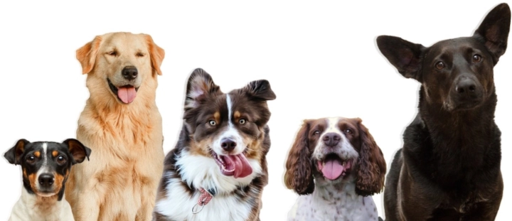 Five happy looking dogs